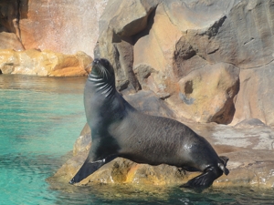 Die Seehunde auf Texel